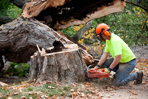 Best Hazardous Tree Removal  in USA